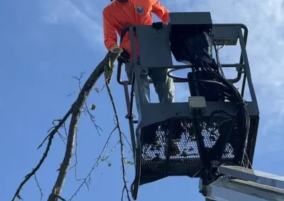 Expert-Tree-Removal