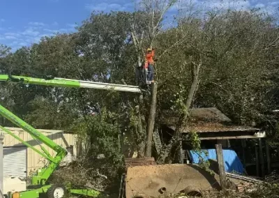 Outstanding-Tree-Removal