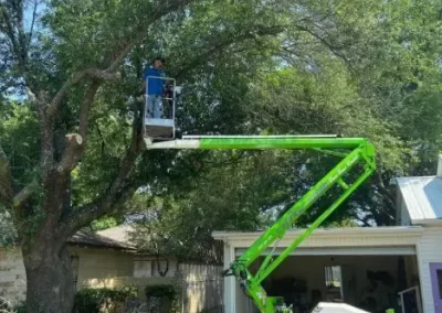 Outstanding-Tree-Removal