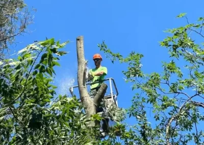 Reliable-Tree-Care