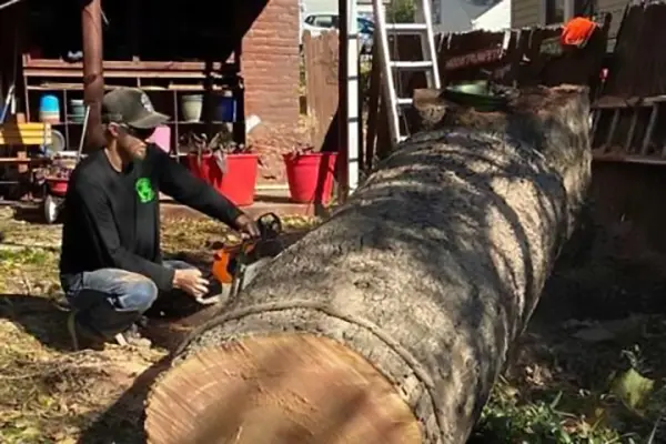 Tree Removal
