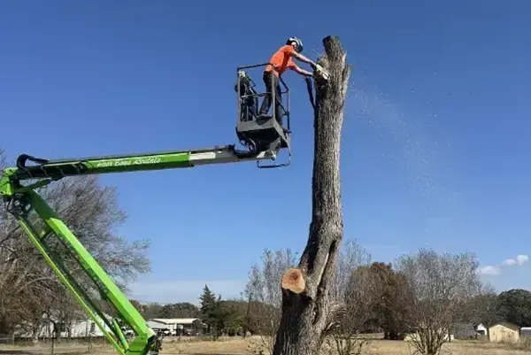 Tree Trimming