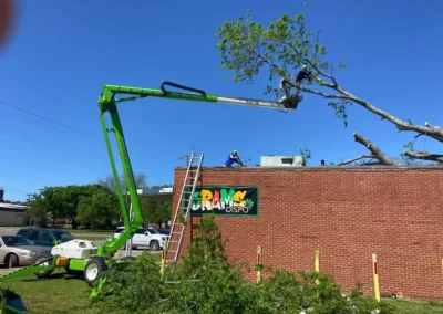 Tree-and-Stump-Removal