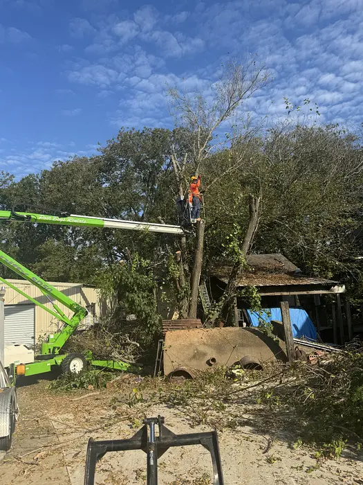 Tree Removal