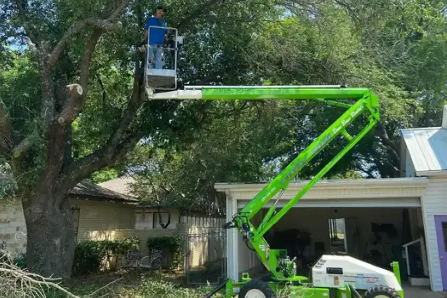 Tree Trimming